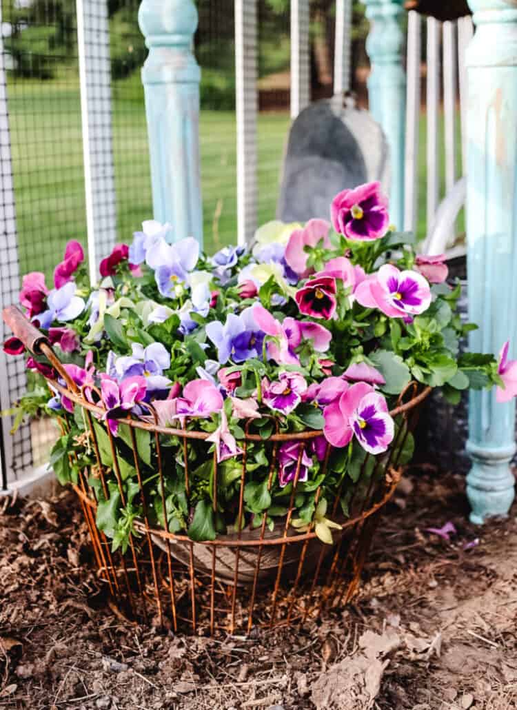 pansies in a vintage baskte