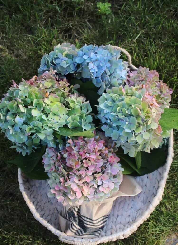 BASKET OF HYDRANGEAS