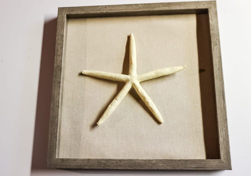 star fish shadow box
