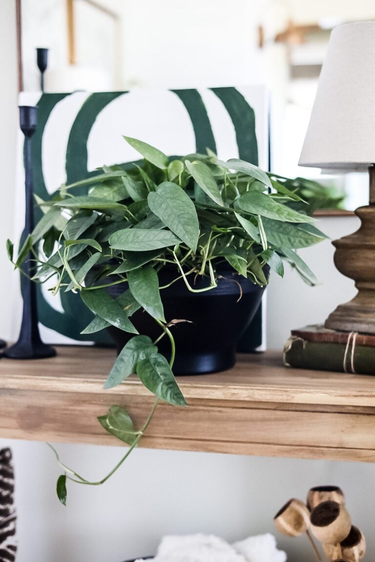 Why You Need More Houseplants: Benefits for Your Home