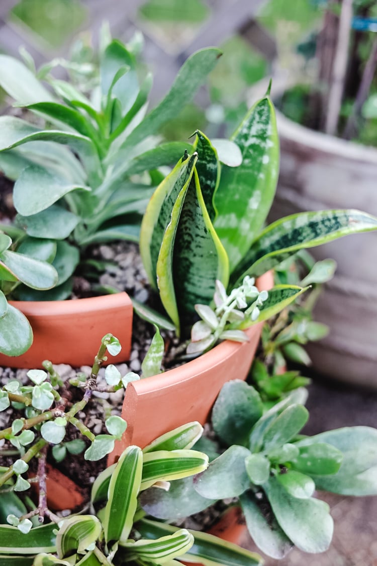 succulents in a planter