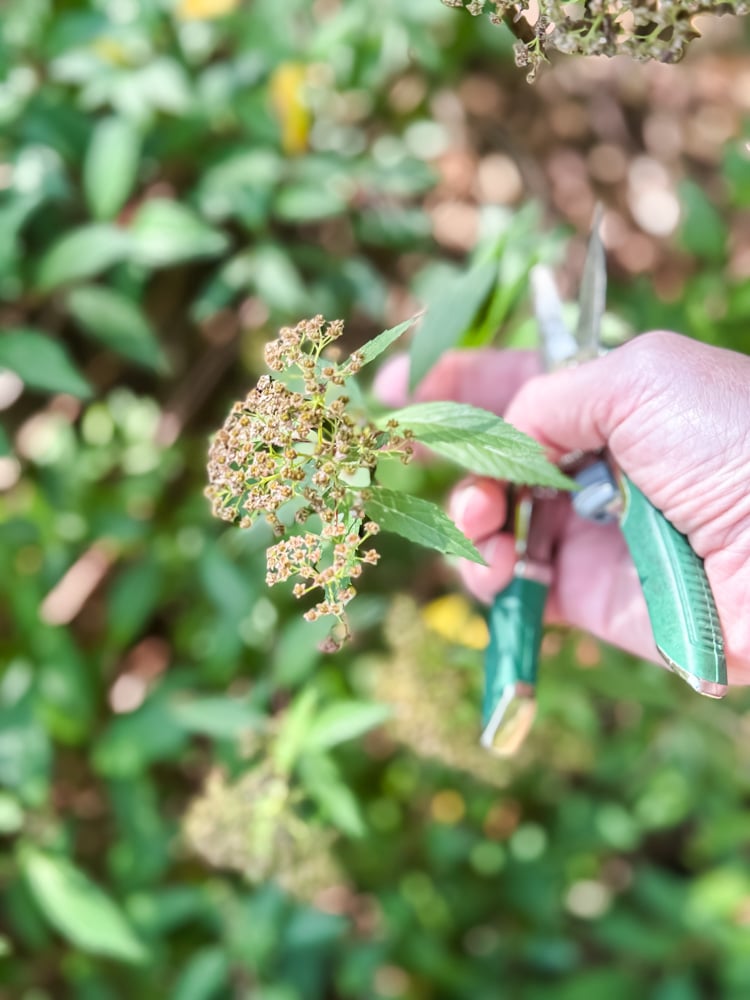 spirea in the garden