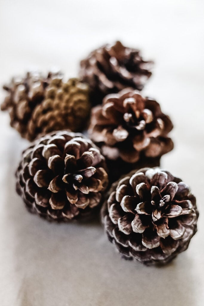 pinecones