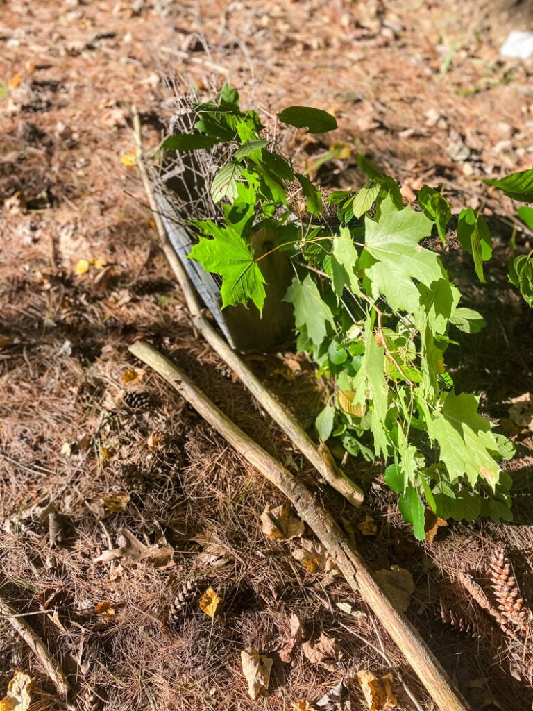 branches in the woods