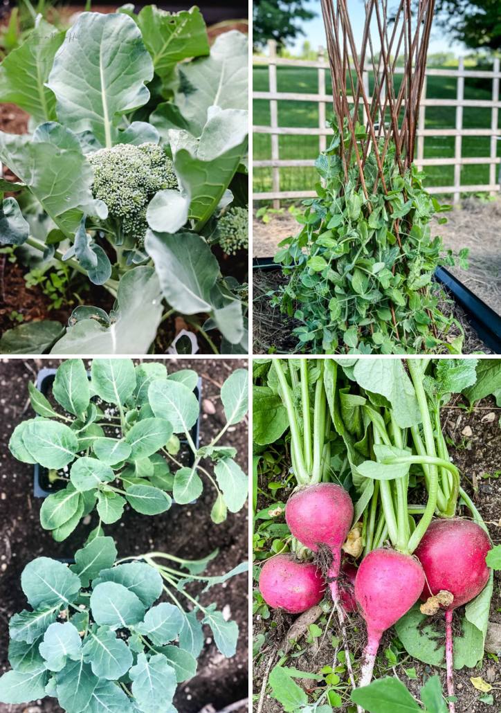 Early Spring Vegetables: What to Grow and How to Prepare Your Garden