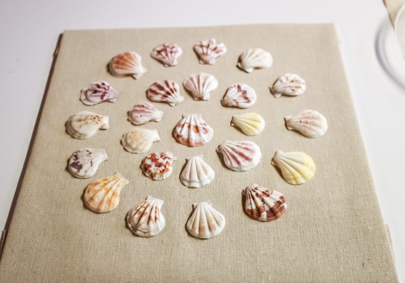 DIY sea shell shadow box