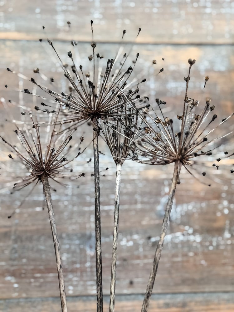 dried allium flower pod