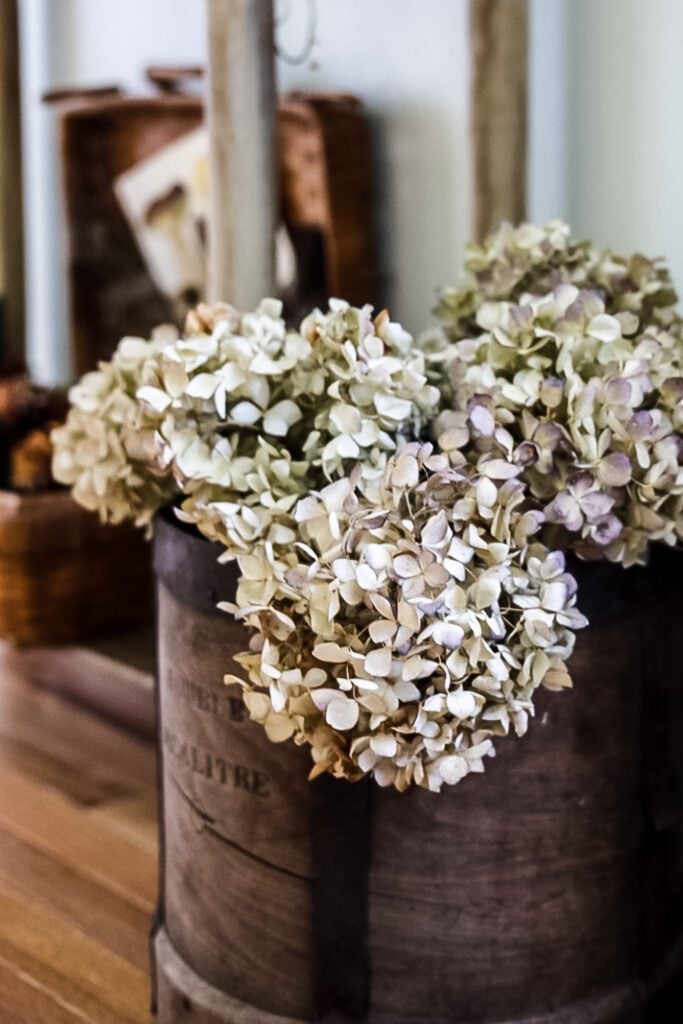 dried hydrangeas in decalitre