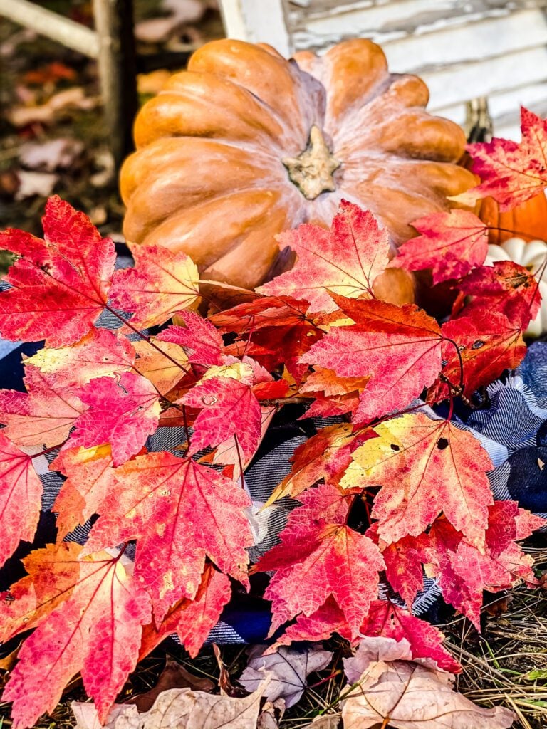 pumpkin and red leaves