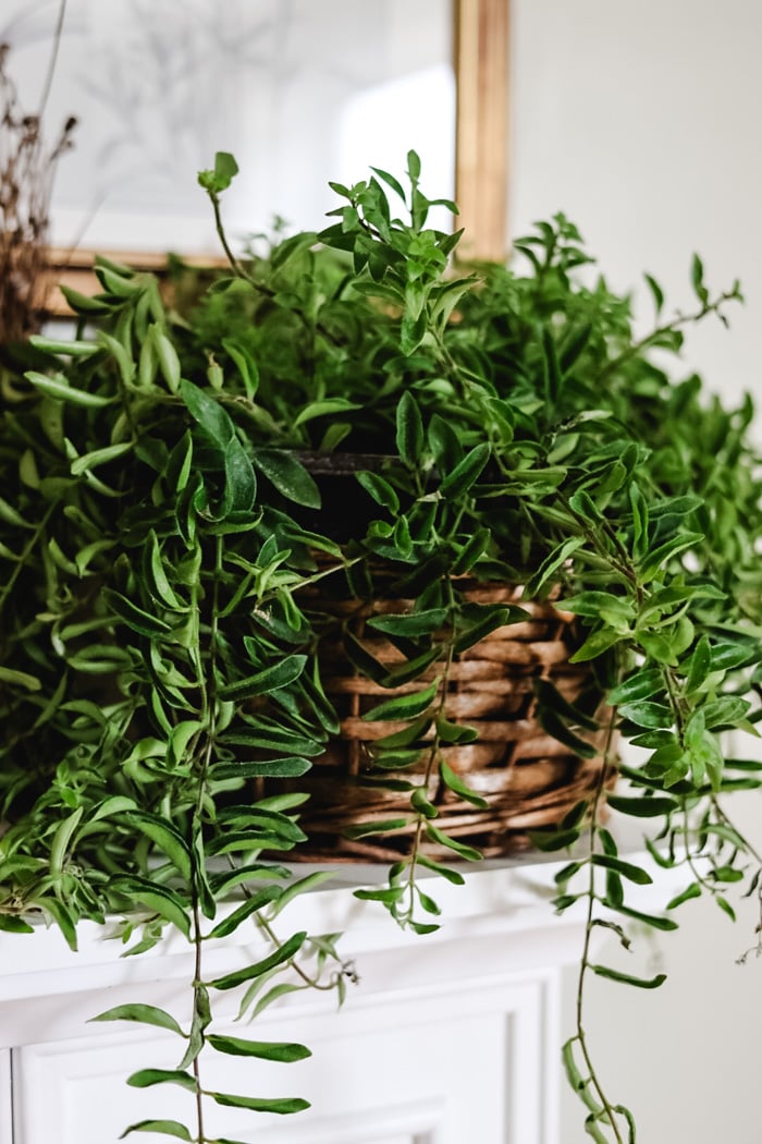 lipstick plant on mantle
