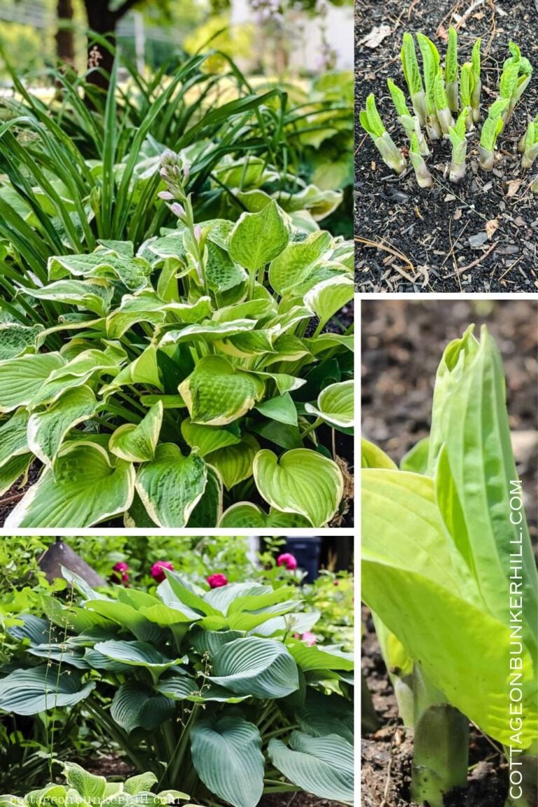 How to Divide Hostas in Spring: A Step-by-Step Guide for Lush, Free Plants!