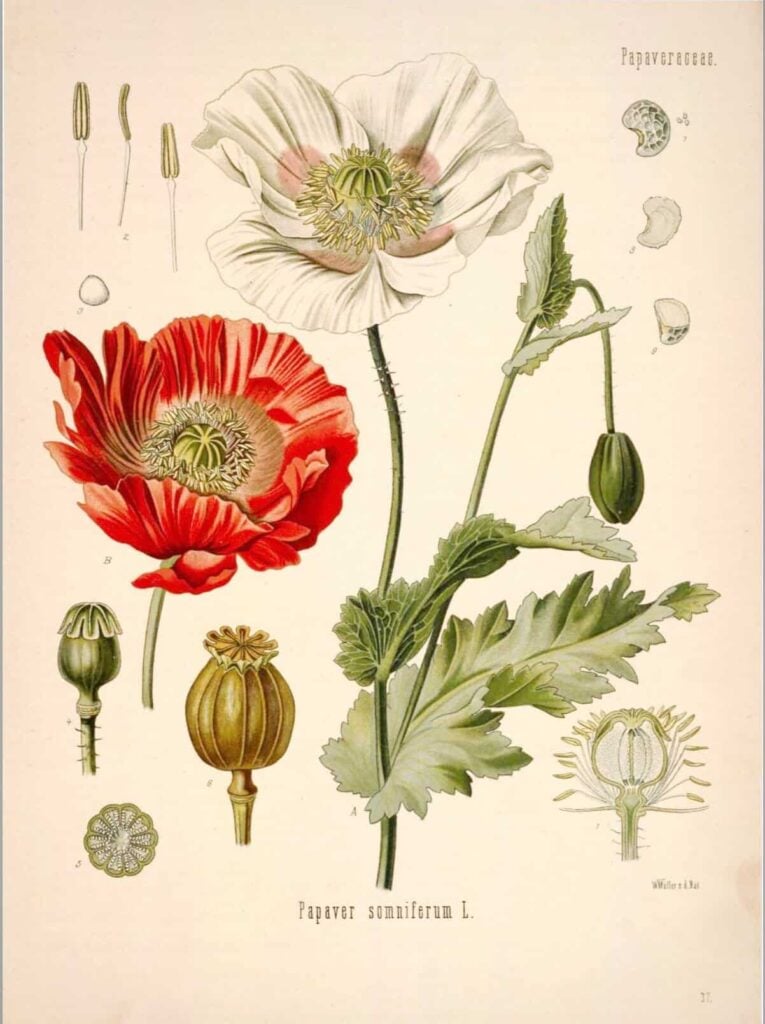 Poppy Botanical Print