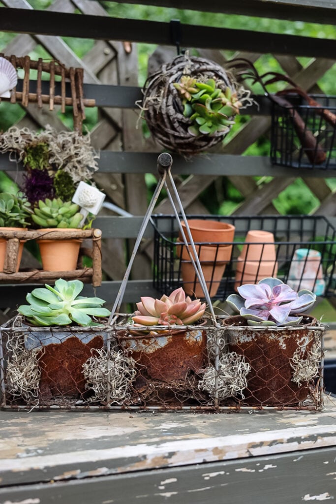 succulents in a chicken wire caddy