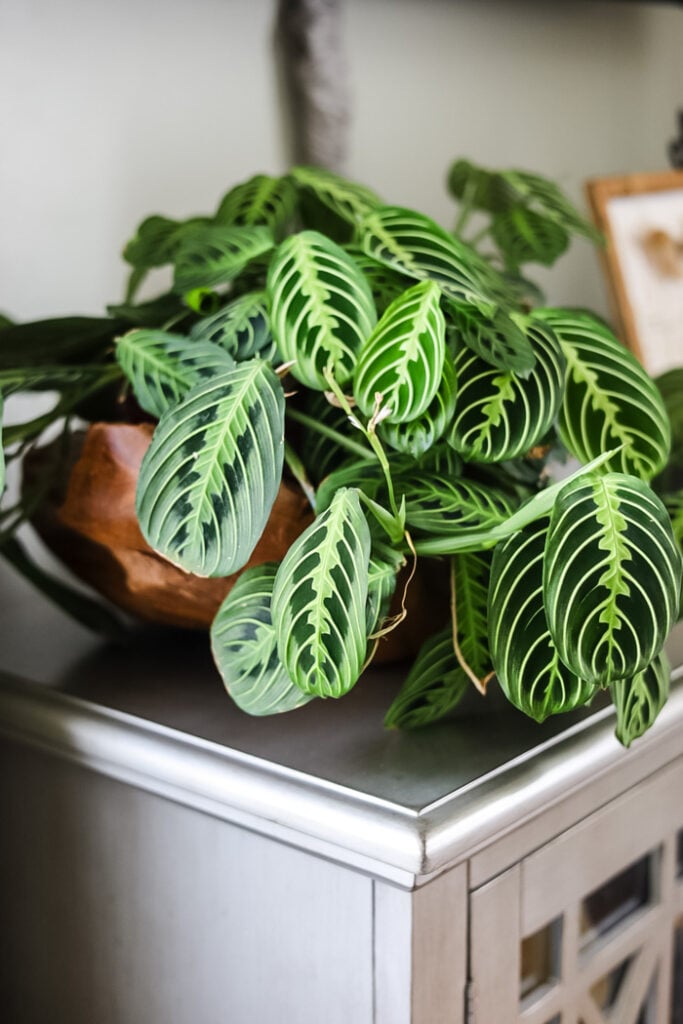prayer plant on a console cabinet