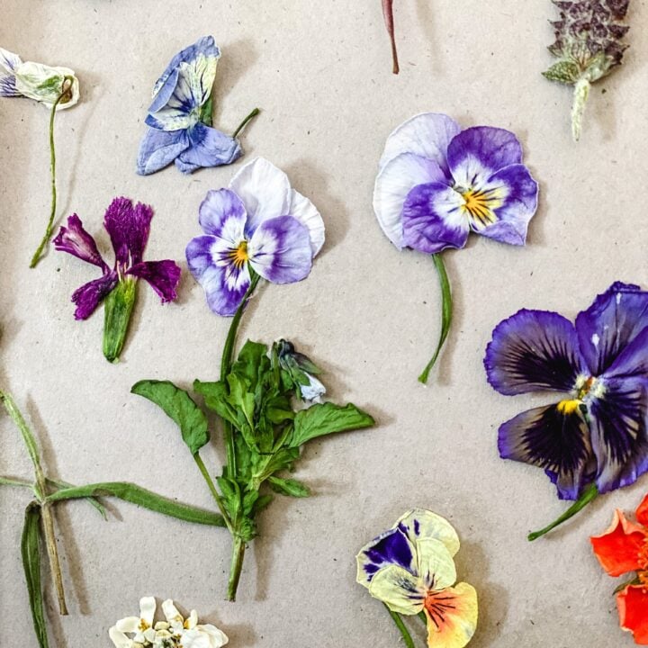 How To Make Dried Pressed Flowers In The Microwave