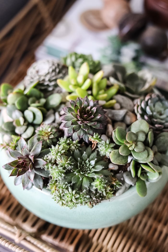 succulent planter