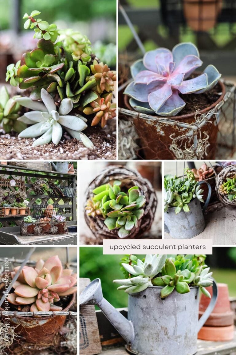 From Junk to Gems: Upcycled Succulent Planters for the Garden