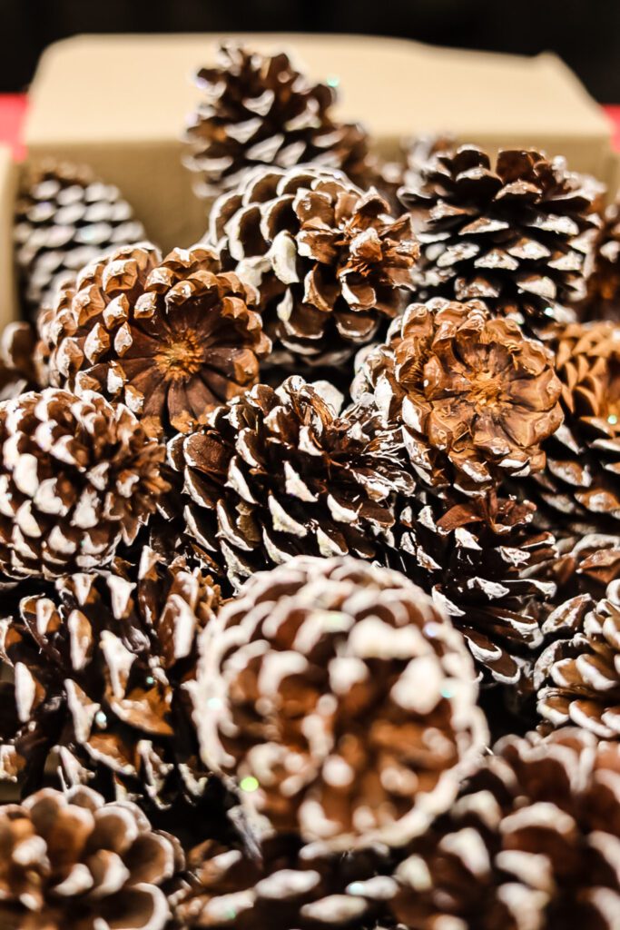 pinceones with white tips